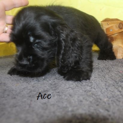 puppy, for, sale, Cocker Spaniel, Joe & Cherri  Overlease, dog, breeder, Miller, MO, dog-breeder, puppy-for-sale, forsale, nearby, find, puppyfind, locator, puppylocator, aca